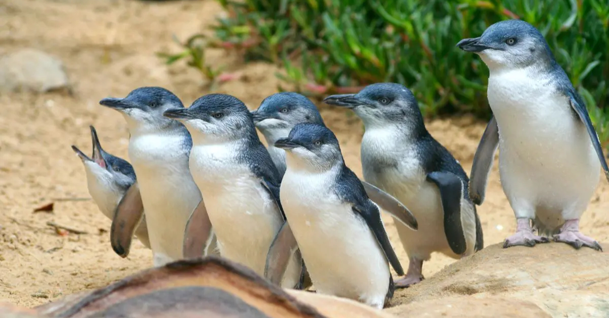 My Visit To The Zoo - Essay - Little Authors