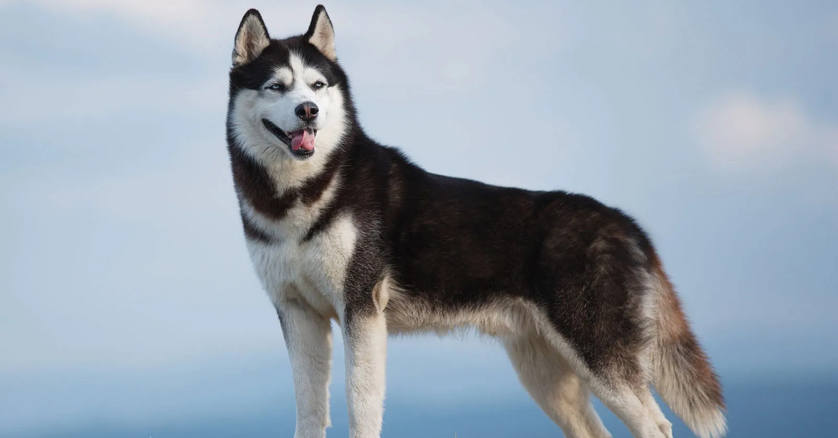 Meet The Huskies - Essay - Little Authors