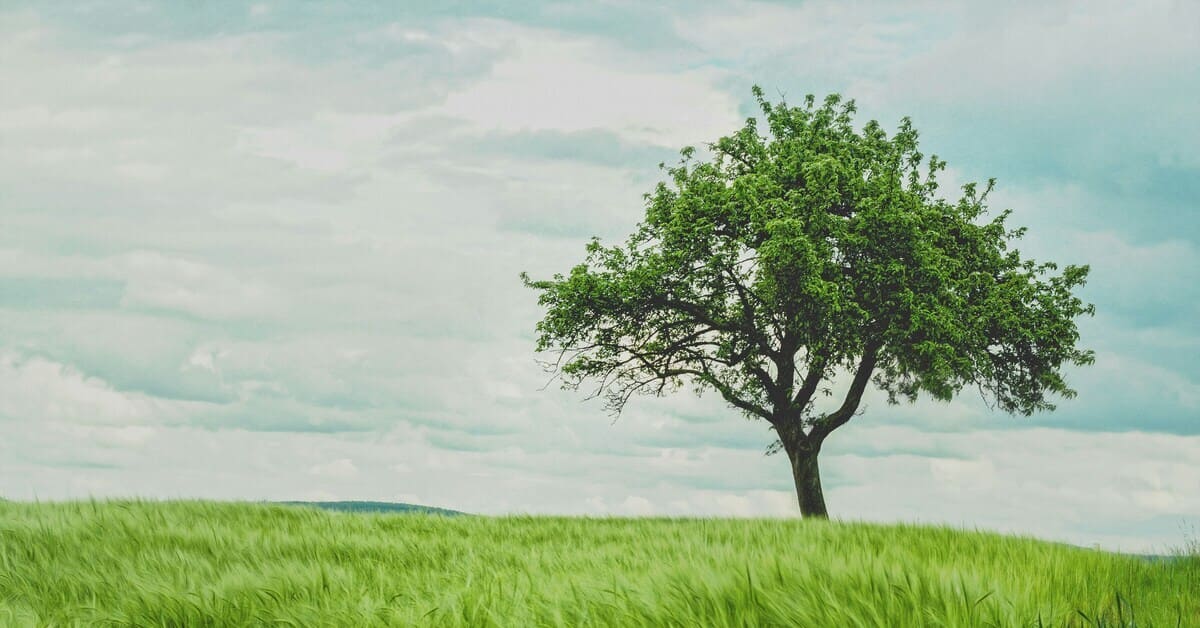 Poem – My Favorite Tree