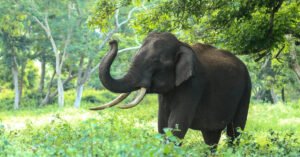 Adventure Elephants - Essay - Little Authors