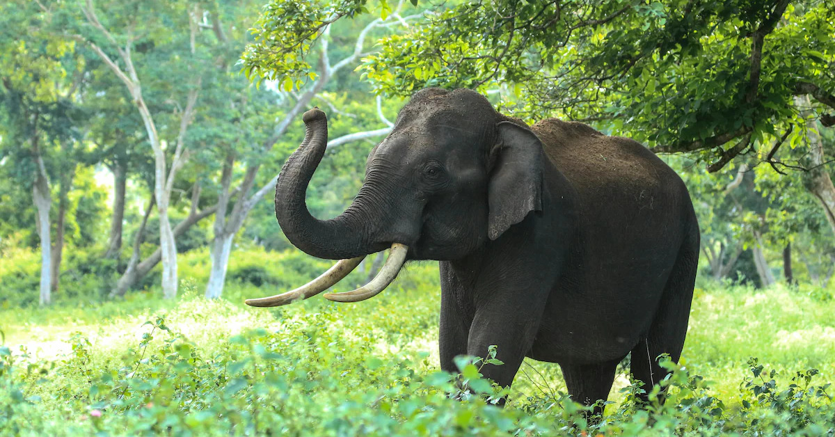 Adventure Elephants - Essay - Little Authors